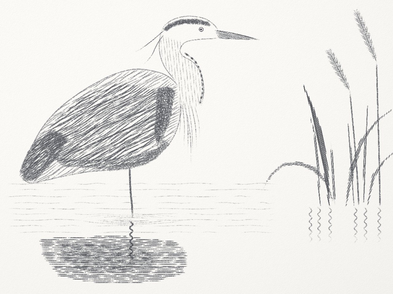 Pencil heron 1: even, plotted-looking hatching.