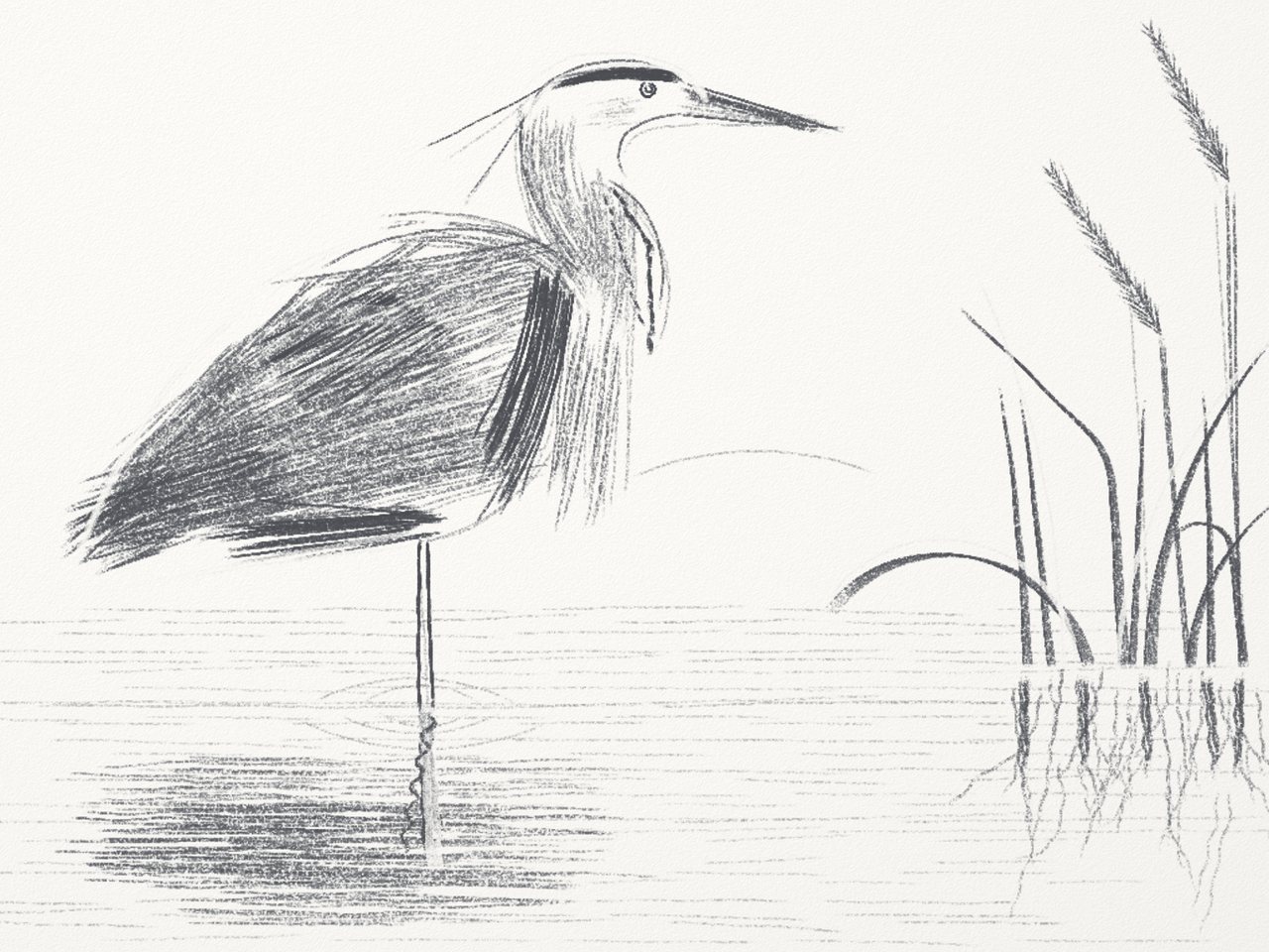 Pencil heron 3: drawn entirely with gestures, darker wing and reeds.