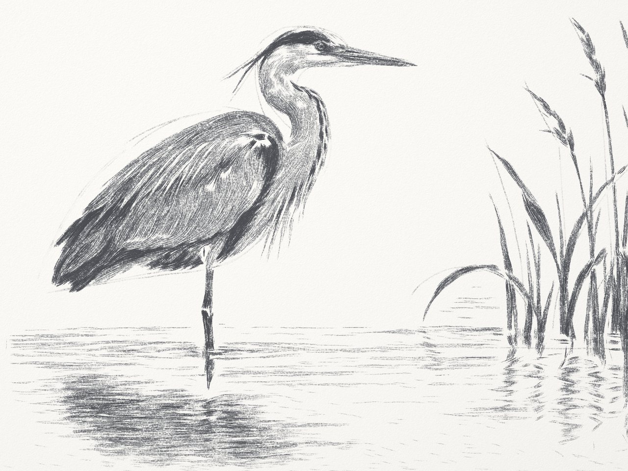 Pencil heron 5: a detailed graphite drawing of a heron standing in water beside reeds.